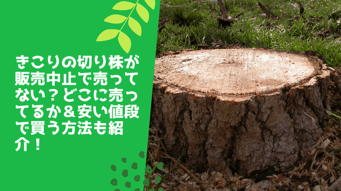 きこりの切り株が販売中止で売ってない?