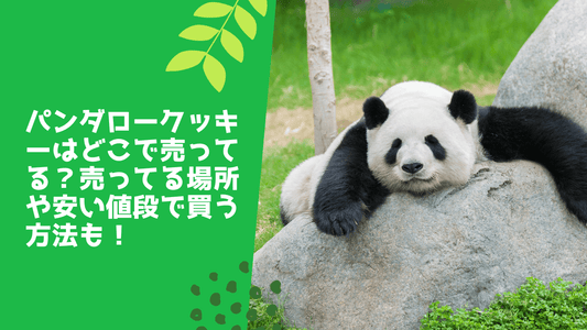 パンダロークッキーはどこで売ってる?売ってる場所や安い値段で買う方法も!