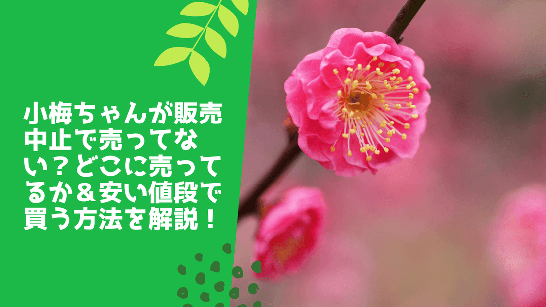 小梅ちゃんが販売中止で売ってない?どこに売ってるか&安い値段で買う方法を解説!