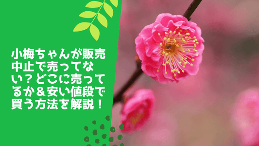 小梅ちゃんが販売中止で売ってない?どこに売ってるか&安い値段で買う方法を解説!